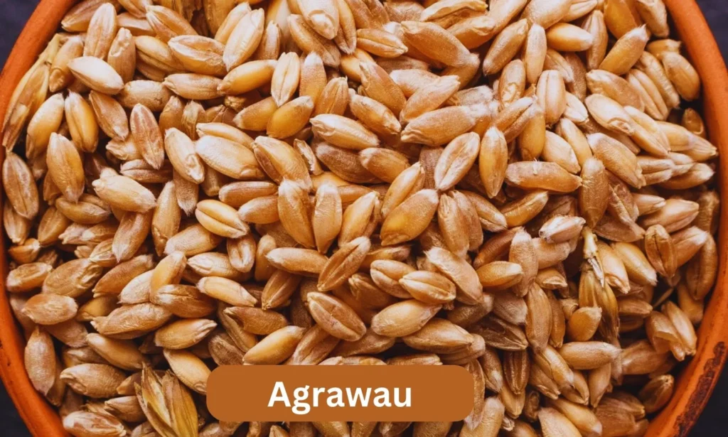 A Comprehensive Guide to Agrawau – History, Culture, and Significance